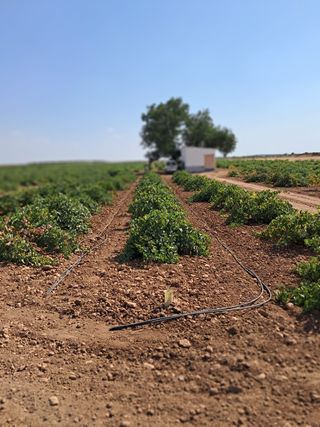 Viñas en producción
