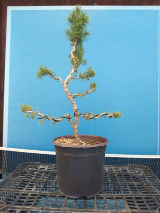 PREBONSÁI PICEA GLAUCA