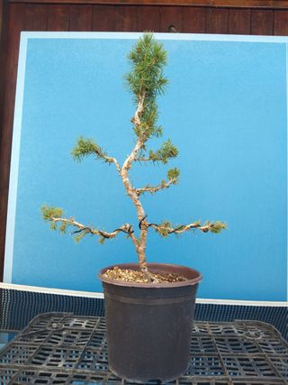 PREBONSÁI PICEA GLAUCA
