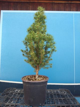 PREBONSÁI PICEA GLAUCA 