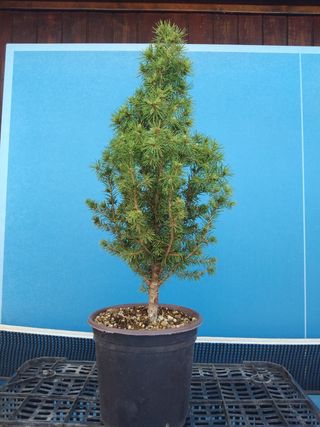 PREBONSÁI PICEA GLAUCA 