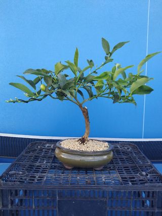 BONSAÍ KUMQUAT