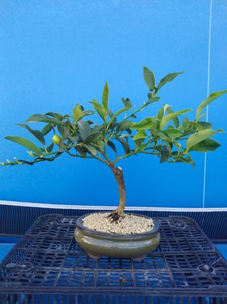 BONSAÍ KUMQUAT