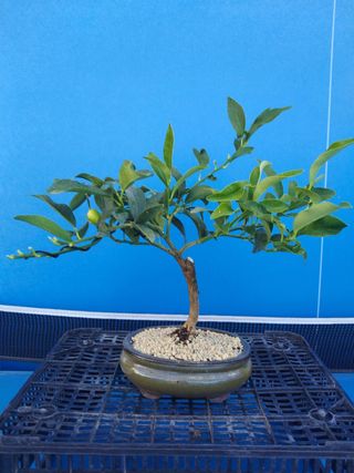 BONSAÍ KUMQUAT