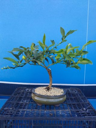 BONSAÍ KUMQUAT