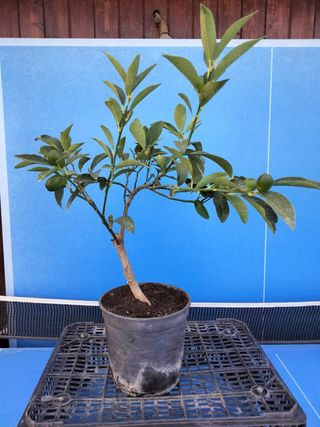 PREBONSÁI KUMQUAT 