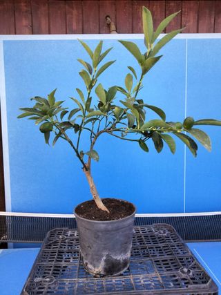 PREBONSÁI KUMQUAT 