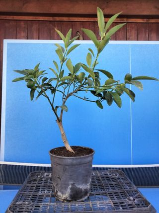 PREBONSÁI KUMQUAT 
