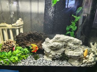 Acuario 60L 