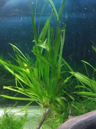 Planta Vallisneria acuario