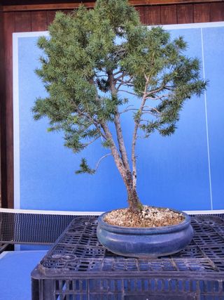 BONSÁI PICEA GLAUCA