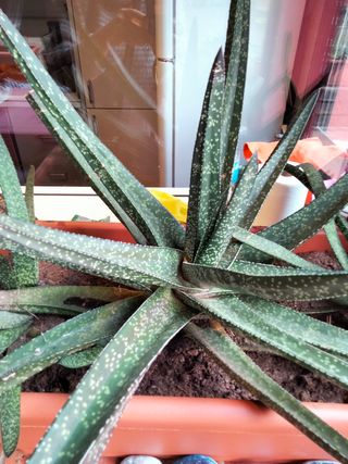 Aloe Vera - Planta suculenta