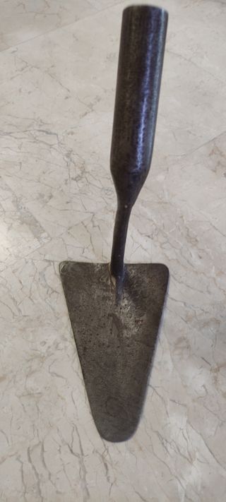 Palustra antigua