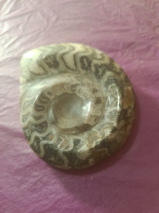 Amonite fósil cristalizado