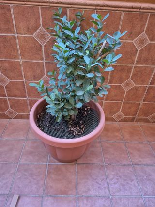 Planta en maceta.