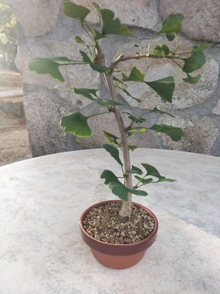 Ginkgo Biloba Pre bonsai 2