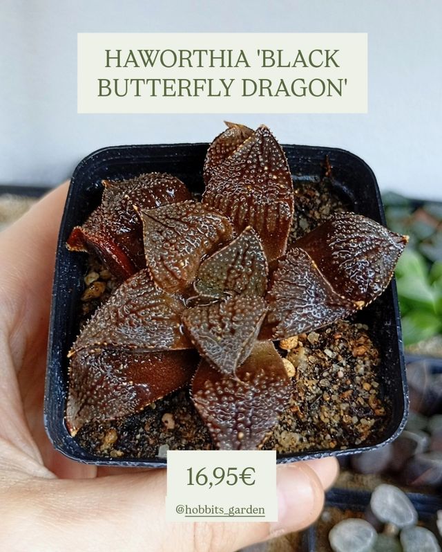 Haworthia 'Black Butterfly Dragon' - Suculentas