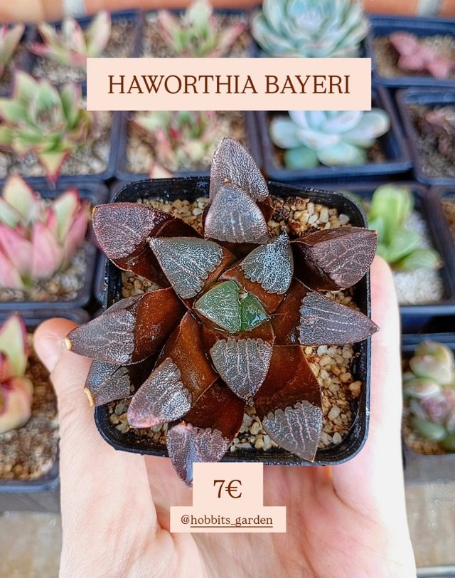 Haworthia Bayeri - Suculentas Premium