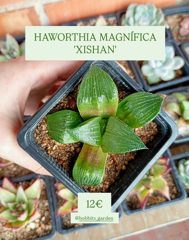 ÚNICO Haworthia Magnifica 'Xishan' - Suculentas