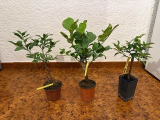 Set di 10 piante di agrumi