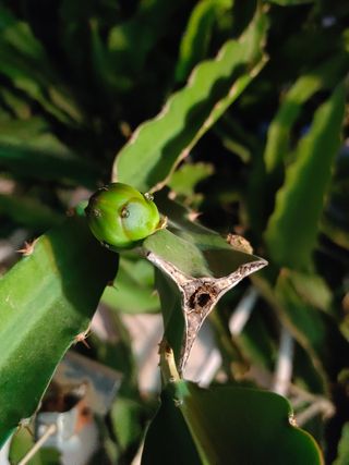 Esquejes o plantas de Pitaya