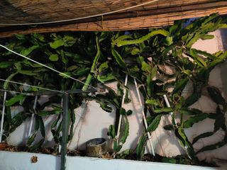 Esquejes o plantas de Pitaya