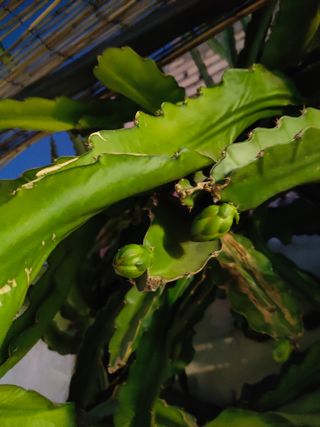 Esquejes o plantas de Pitaya