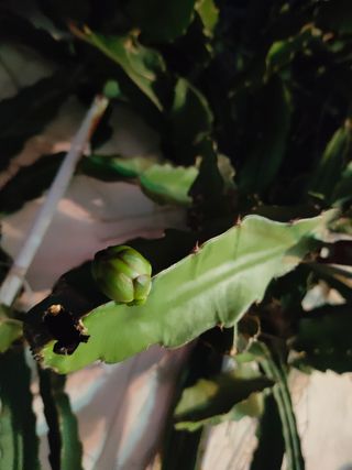 Esquejes o plantas de Pitaya