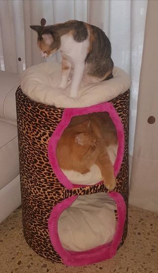 Cama Gato Perro - Marrón Rosa, echa de madera