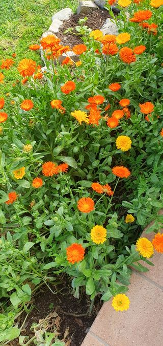 Set di semi di fiori da giardino