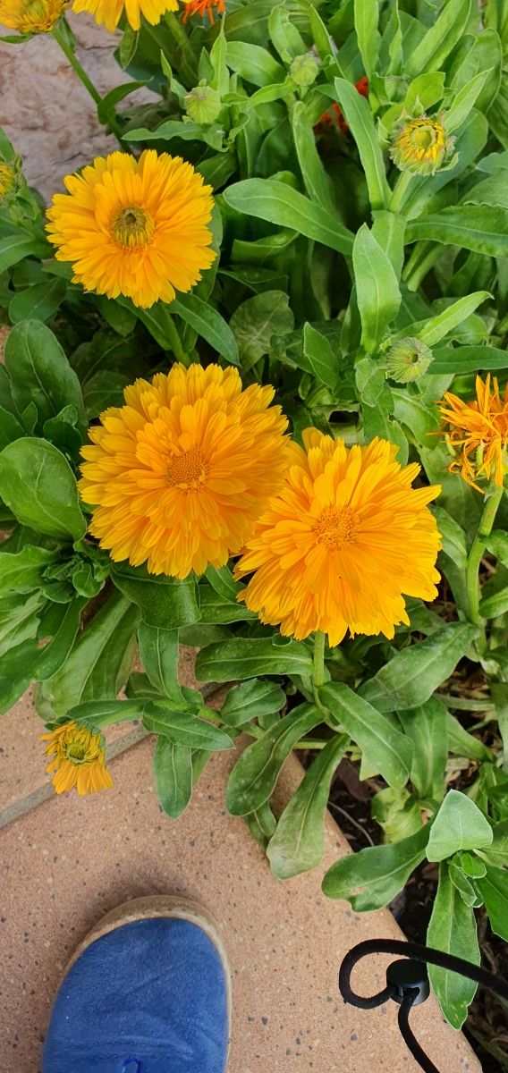 Set di semi di fiori da giardino