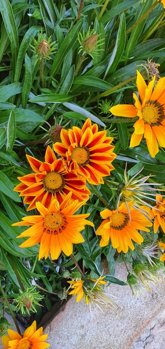 Set di semi di fiori da giardino