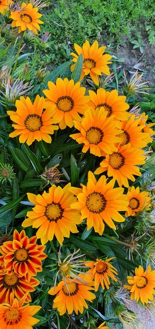 Set di semi di fiori da giardino