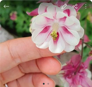 Set di semi di fiori da giardino