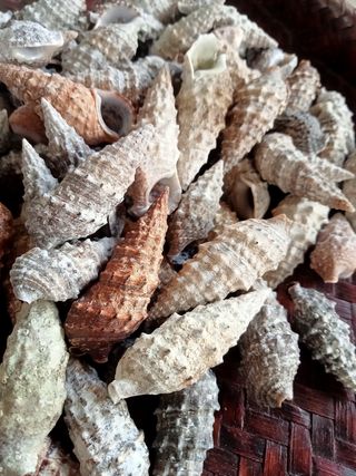 Conchiglie marine - lotto di 110 pezzi 