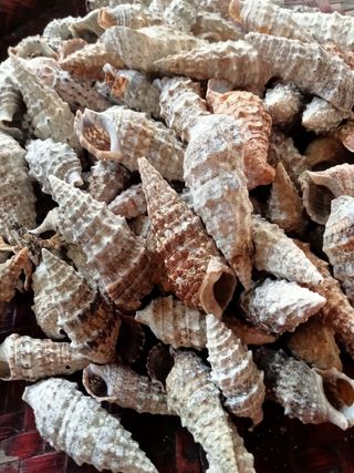 Conchiglie marine - lotto di 110 pezzi 