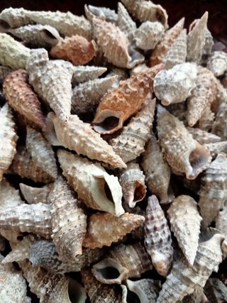 Conchiglie marine - lotto di 110 pezzi 