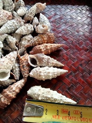 Conchiglie marine - lotto di 110 pezzi 