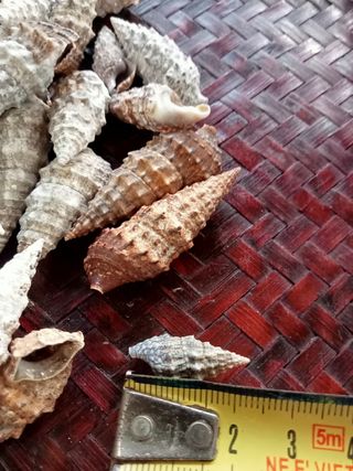 Conchiglie marine - lotto di 110 pezzi 