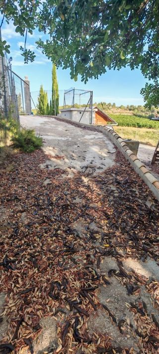Terreno rústico en Monserrat valencia 