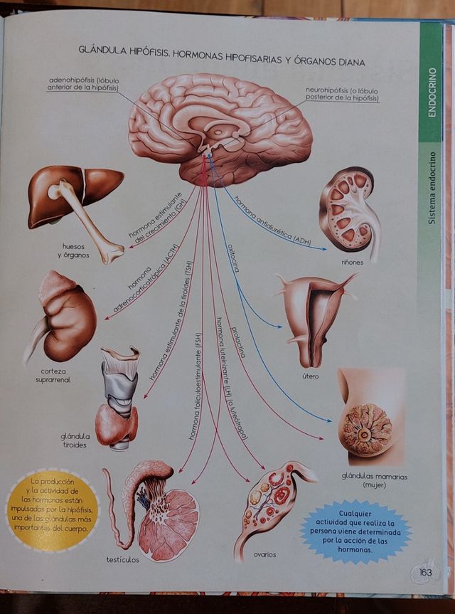 El cuerpo humano