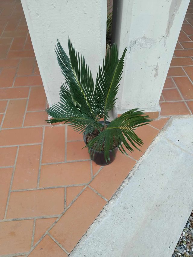 Cycas revoluta - 40-50cm