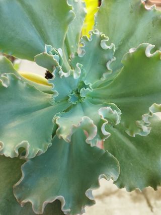 Suculenta Echeveria Gigantea XXL