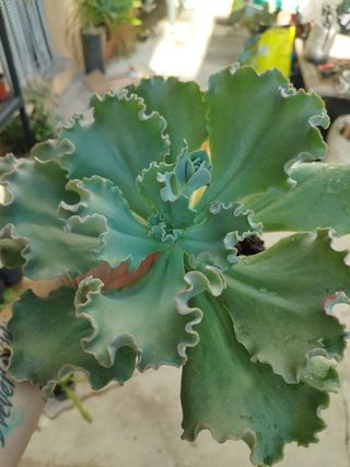 Suculenta Echeveria Gigantea XXL