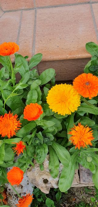 Set di semi di calendula e gazania