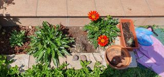 Set di semi di calendula e gazania