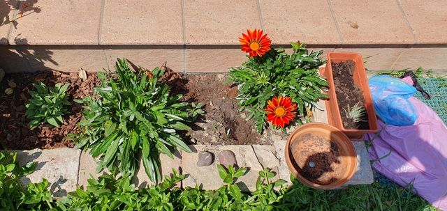 Set di semi di calendula e gazania