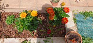 Set di semi di calendula e gazania