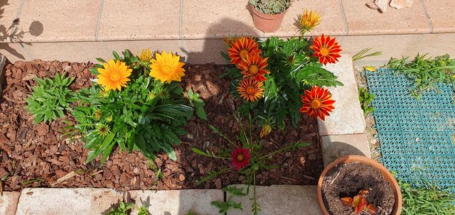 Set di semi di calendula e gazania