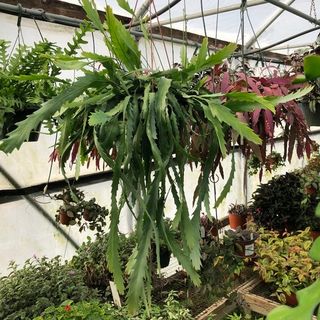 Suculenta Lepismium Houlletianum